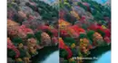 Monitor Profesjonalny 4K QLED Sony FWD-77XR80